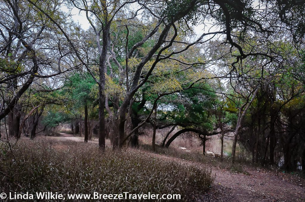 A Forest Trail At Brushy Creek