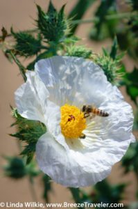 Bee-utiful White Flower