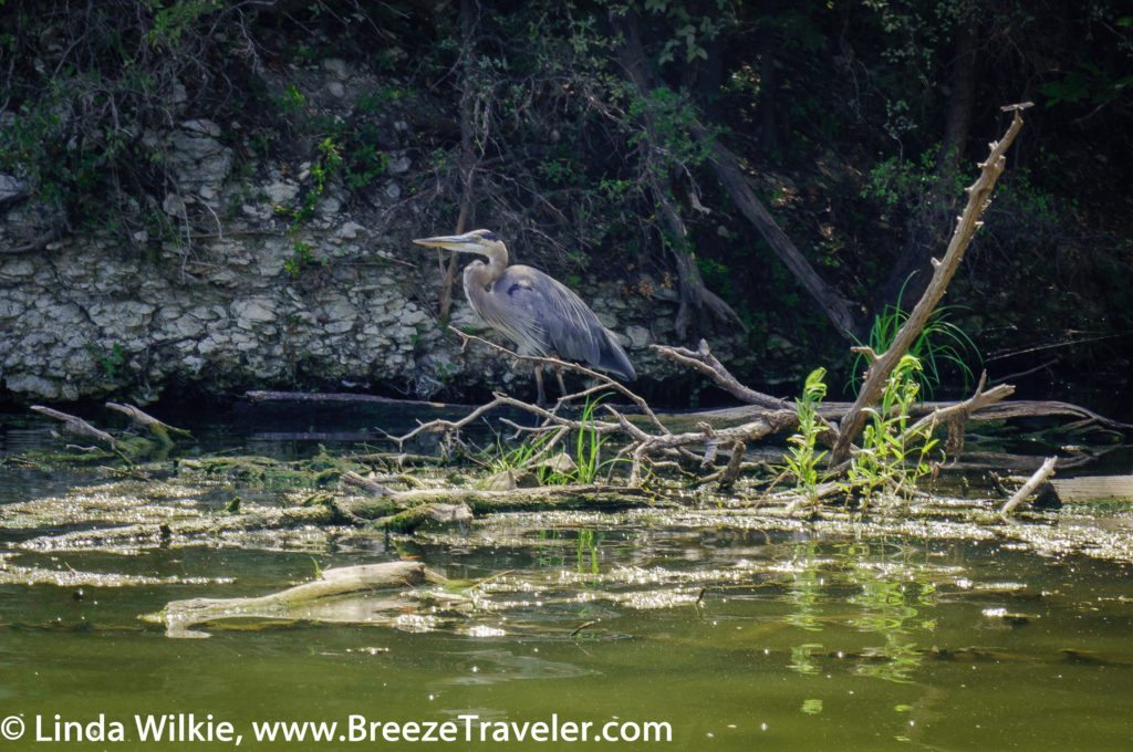 Heron on Brushy Creek Lake